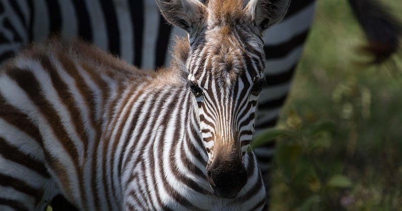 Safari hors des sentiers battus en Afrique de l'Est : nos secrets pour une aventure unique